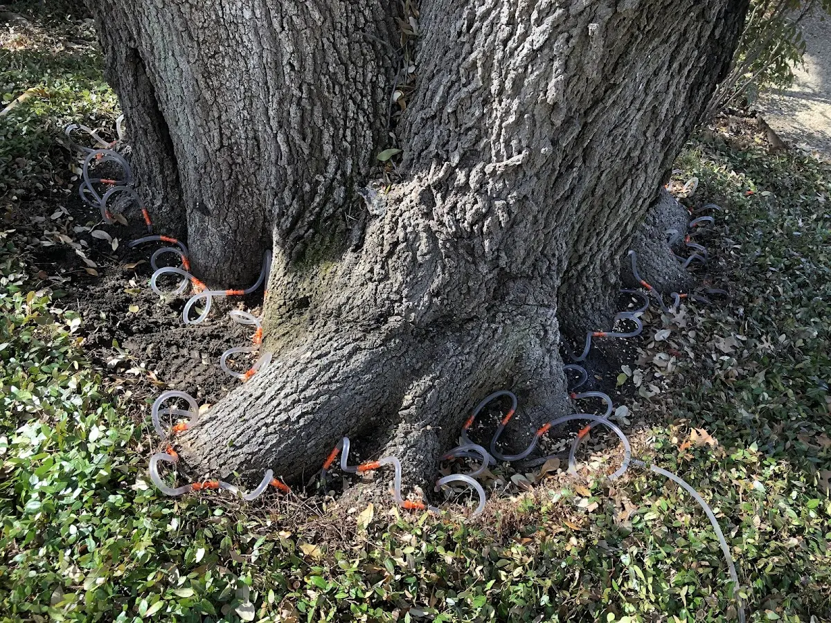 Detailed Tree Cabling and Bracing job site in Roll