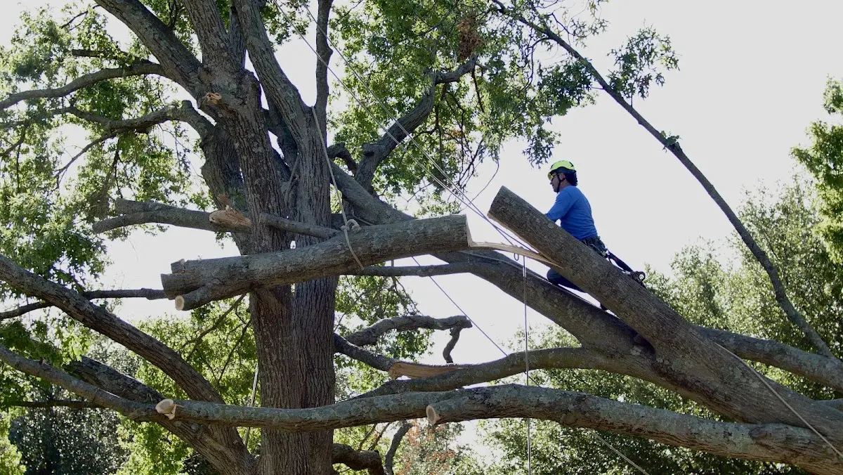 Professional Crown Thinning performed by certified arborists in Roll