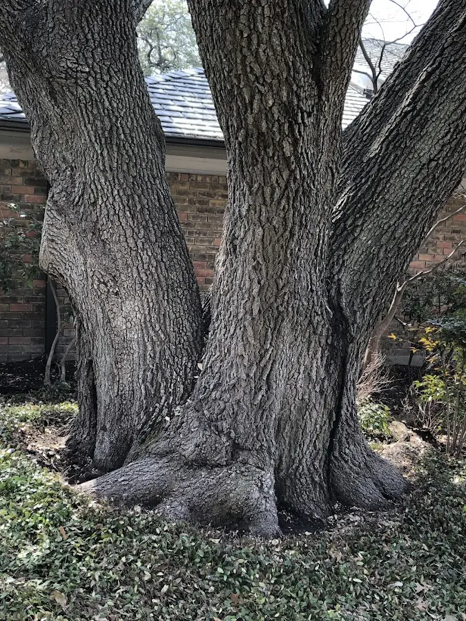 Mature heritage tree close to a Roll property cared for by certified arborists